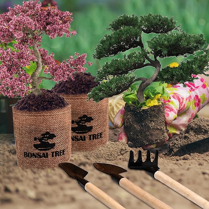 Bonsai Garden Starter Kit, 4 Seeds Growing into Sakura, Ginkgo, Black Pine, Red Flame, Including Complete Gardening Tools & A Wooden Box with Cover, Christmas Gifts for Men Women Beginners