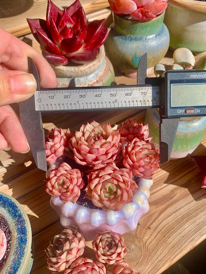 Echeveria Ben Badis Rare Live Succulent Plants, Red 4-5 Heads 3" Live Plant, Package Without Pot & Soil, Garden Indoor Office Desk, Wedding Party Baby Shower Decoration, Friend Plant Lovers Gifts