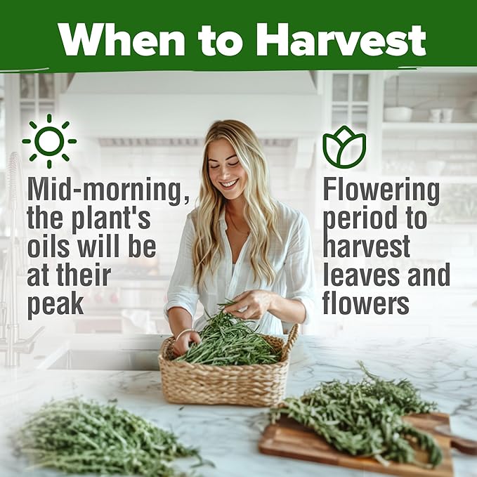 HOME GROWN 𝗨𝗦𝗔 𝗣𝗥𝗘𝗠𝗜𝗨𝗠 Rosemary Seeds Pack - 150 High Germinating 𝗡𝗢𝗡-𝗚𝗠𝗢 Heirloom Herb Seeds for Planting in Indoor or Outdoor Herb Gardens (Salvia rosmarinus)