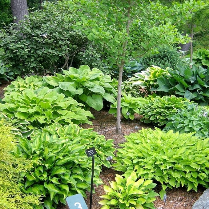 Fantastic Deal - 12 Bare Roots Hosta Plants - Mixed Heart-Shaped Hosta - Rich Green Foliage, Low Maintenance, Heart Shaped Leaves - Indoor and Outdoor