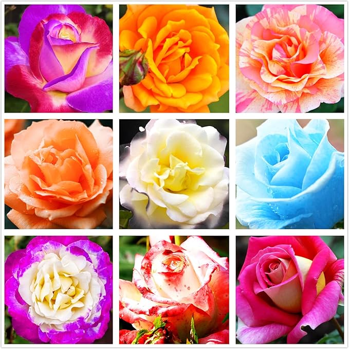 100pcs Pink Climbing Rose Vine Seeds - Amazing Growth and Beautiful Roses - Perennial Heirloom Non-GMO Outdoor