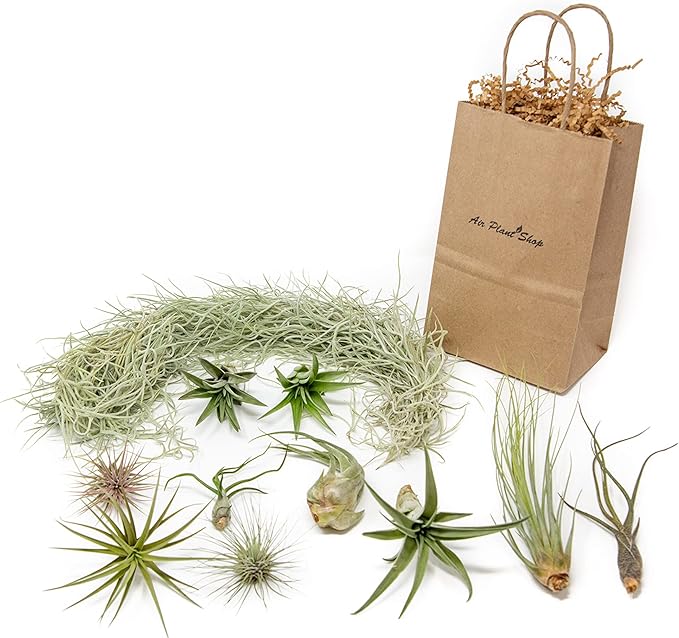 10 Pack Grab Bag Air Plants Gift Wrapped with Tillandsia Usneiodes Spanish Moss - Live Tillandsia - Easy Care House Plant - Succulents - 30 Day Guarantee