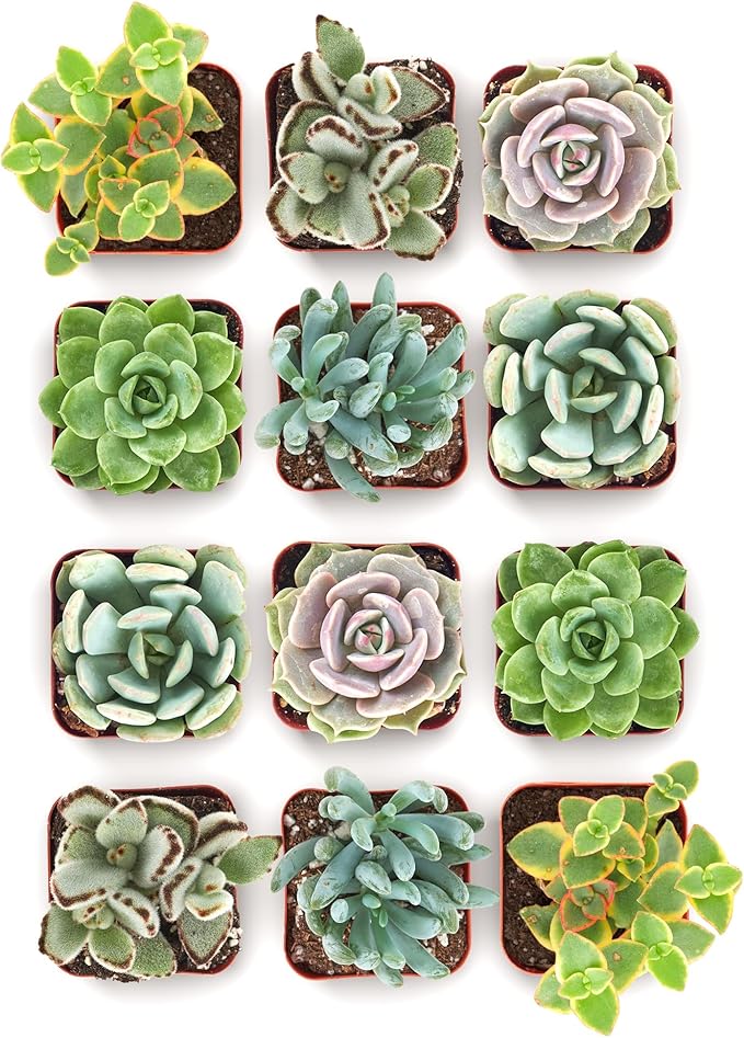 Shop Succulents Mixed Succulent Plant Pack 2" Grow Pot Pack of 12