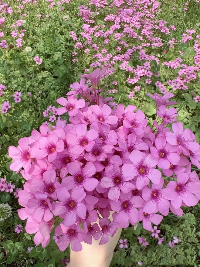 24 Pack Iron Cross Shamrock Plant Bulbs, Live Oxalis Bulbs for Indoor Outdoor Gardens, Year-Round Perennial Lucky Shamrock Plants Live in Pots Home Decor