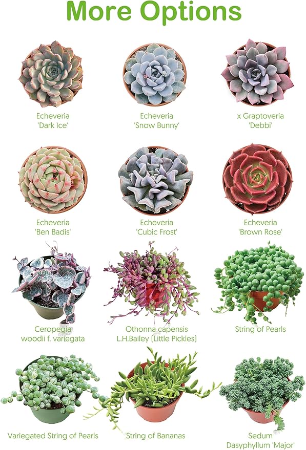 Live Succulent Plants Green Pagoda Mini Jade, Easy Care Potted Succulents, Approx 4" D x 9" H, Indoor Houseplant, Unique Gifts, Home Office Décor