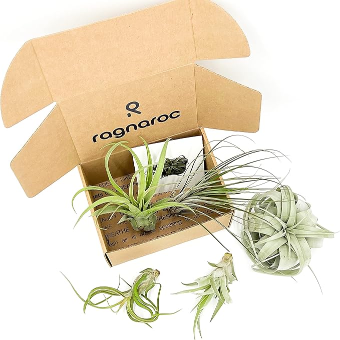 Air Plants - Hod Gift Box - 5ct - Live Arrival Guaranteed - House Plants for Home Decor & Gift