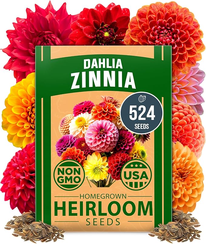 HOME GROWN 𝗨𝗦𝗔 𝗣𝗥𝗘𝗠𝗜𝗨𝗠 Zinnia Dahlia Seeds Pack for 2025 – 524 𝗡𝗢𝗡-𝗚𝗠𝗢 Flower Seeds | Vibrant Zinnia Elegans for Pollinator Gardens, Borders & Containers | Easy-to-Grow Outdoor Blooms