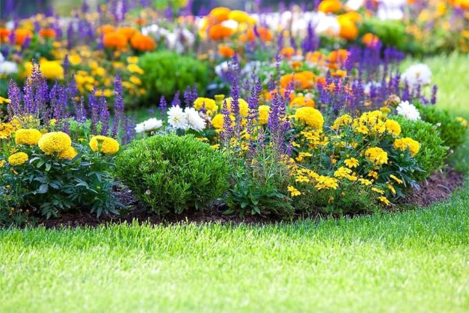 10000+ Perennial Mix Wildflower Seeds 16 Assorted Varieties of Heirloom Flower -1oz Zinnia Poppy Crimson Clover Milkweed Lupine Marigold Mexican Hat Sage Nasturtium