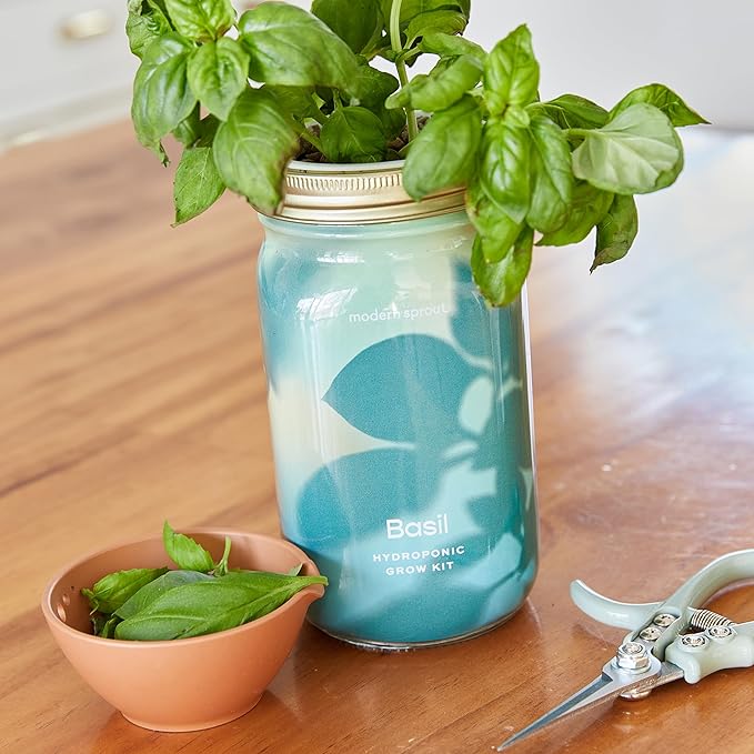 Modern Sprout New & Improved Mason Jar Grow Set, Indoor Herb Garden, Seed Starter Set, Organic Seeds, Hydroponic Growing (Basil + Lavender)