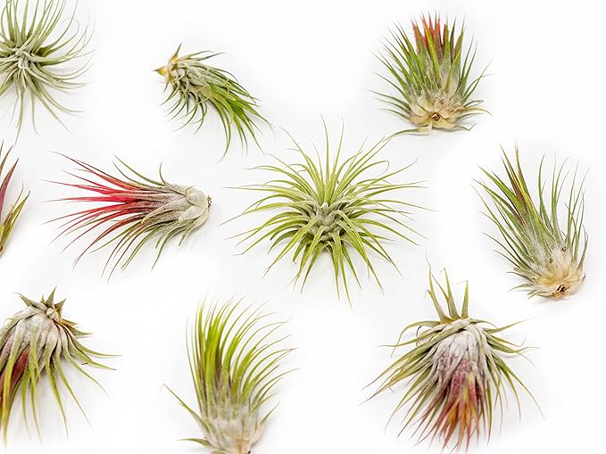 12 Pack Large Air Plants Tillandsia Ionantha Guatemala - Live Succulent House Plants - Available in Wholesale and Bulk - Home and Garden Decor - Easy Care Indoor/Outdoor Air Plant