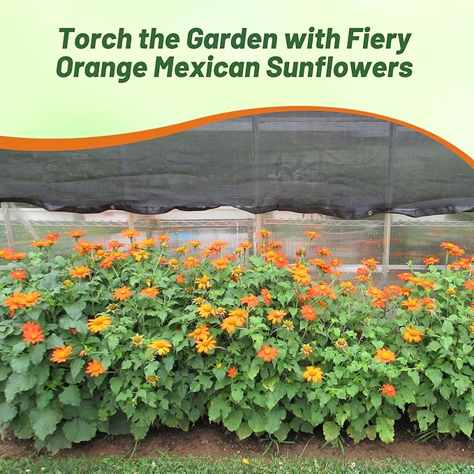 Outsidepride Goldfinger Mexican Sunflower Seeds - 1000 Pcs Annual, Easy-to-Grow, Orange Tithonia Speciosa Flower Seeds w/Drought-Tolerant Blooms for Pollinator Gardens & Vibrant Summer Landscaping