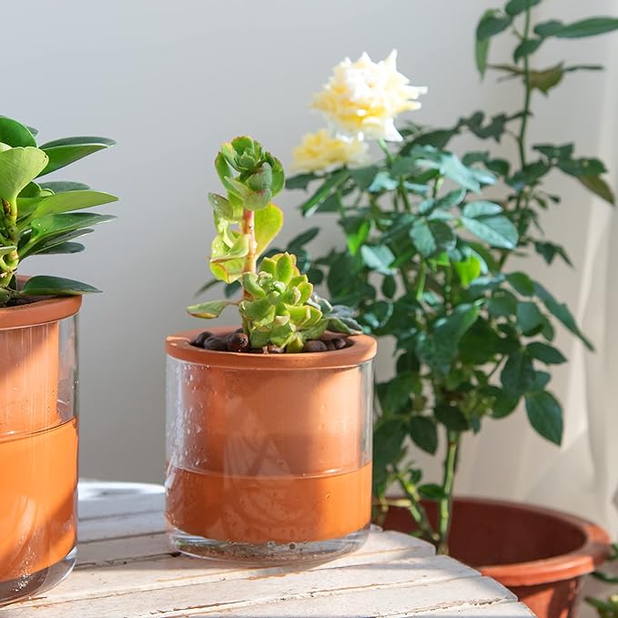Phoenix Vine 4 Inch Self Watering Plants Pot, Design Terracotta Pot for Plants, Indoor Cylinder Terra Cotta Planter with Glass Vase, Set of 1, 51-A-E-1