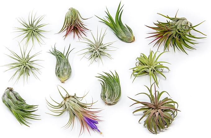 24 Pack Air Plants Assorted Tillandsia Ionantha - Live Succulent House Plants - Available in Wholesale and Bulk - Home and Garden Decor - Easy Care Indoor and Outdoor Plants