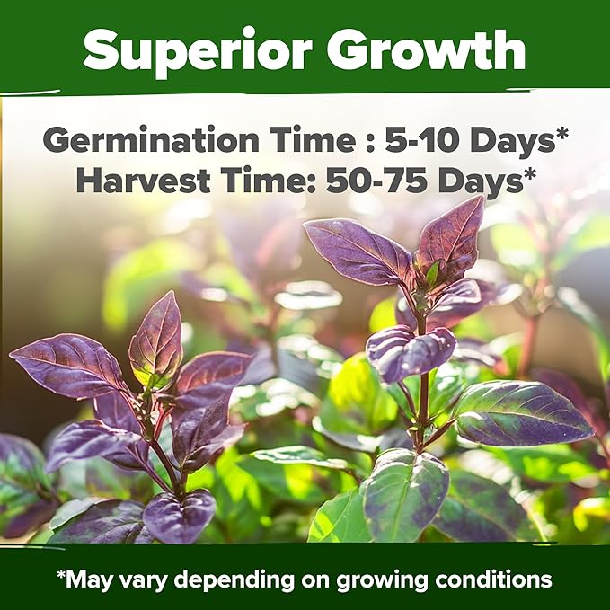 HOME GROWN Thai Basil Seeds Pack - 876 High Germination 𝗡𝗢𝗡-𝗚𝗠𝗢 𝗨𝗦𝗔 Heirloom Herb Seeds for Planting,Ideal for Growing Fresh Basil Planting Indoor or Outdoor(Ocimum basilicum var.thyrsiflora)