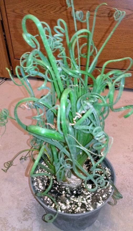 Rare Frizzle Sizzle Plant - Albuca spiralis - 2 Bulbs - Succulent House Plant