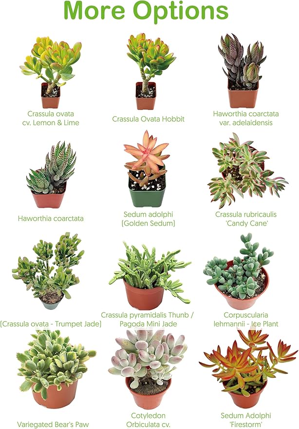 4-inch Succulent Echeveria 'Biante', Live Succulents Plants Fully Rooted in Pots with Soil, Easy-Care House Plants for DIY, Home Office Decoration