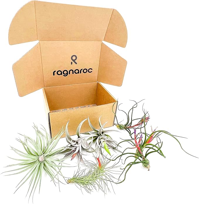 Air Plants - Venner Gift Box Large 4" - 7ct - Live Arrival Guaranteed - House Plants for Home Decor & Gift