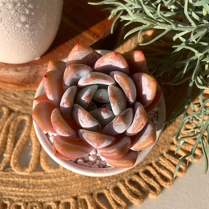 FWPP Live Succulents Plants Echeveria Sang-A 4.3 inches,Rare Succulents Bare Root Without Pot Soil, Live Plants Indoor Office Decoration Wedding and Gift