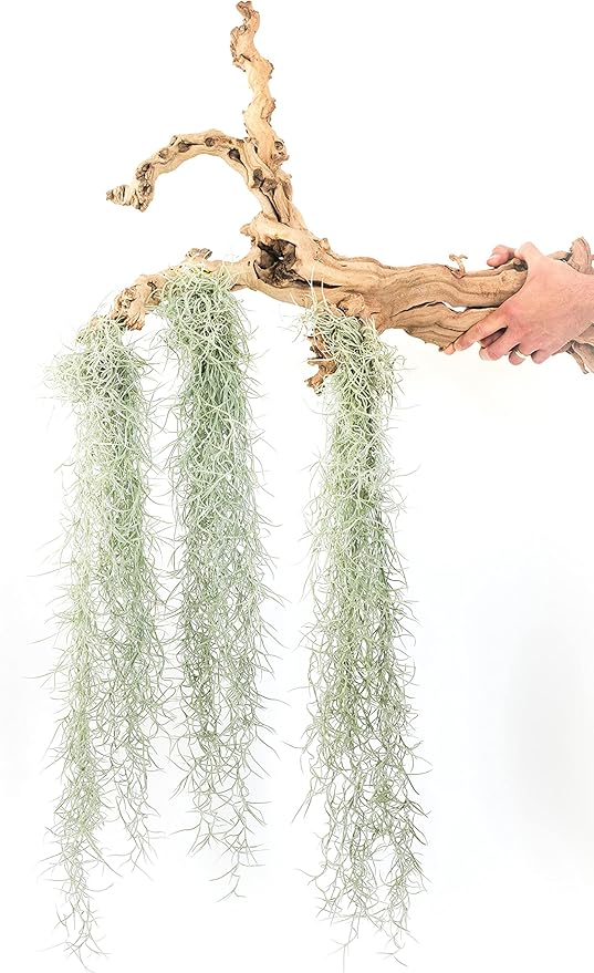 3 Pack Thick Colombian Spanish Moss Live Strands with Wire Hook - Tillandsia Usneiodes - Live Tillandsia Succulent House Plants - Home and Garden Decor - Easy Care Indoor and Outdoor Plants