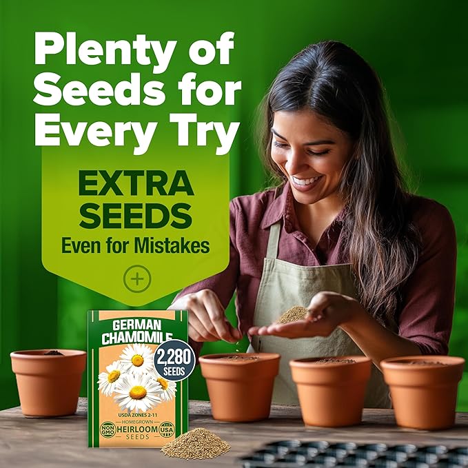 HOME GROWN 𝗨𝗦𝗔 𝗣𝗥𝗘𝗠𝗜𝗨𝗠 German Chamomile Seed Pack – 2,280 𝗡𝗢𝗡-𝗚𝗠𝗢 Heirloom Seeds for Planting for Sustainable Gardens and Soothing Medicinal Herbal Teas (Matricaria chamomilla)