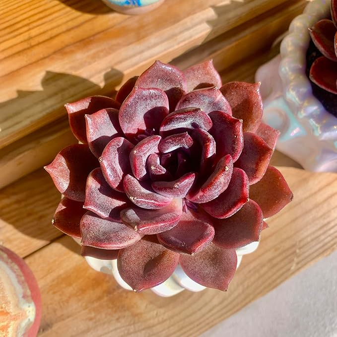 FWPP Live Succulents Plants Echeveria Black Mamba 3 inches,Rare Black Red Succulents Bare Root Without Pot Soil, Live Plants Indoor Office Decoration Wedding and Gift