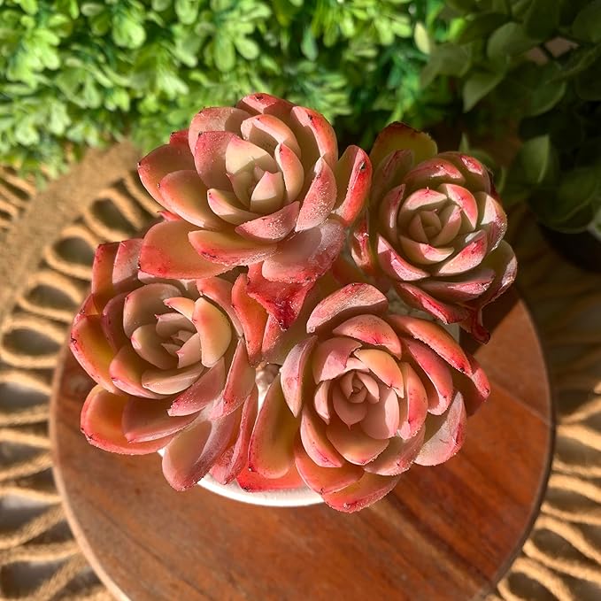 FWPP Live Succulents Plants Echeveria Silk Veil 3 inches,Rare Pink Succulents Bare Root Without Pot Soil, Live Plants Indoor Office Decoration Wedding and Gift
