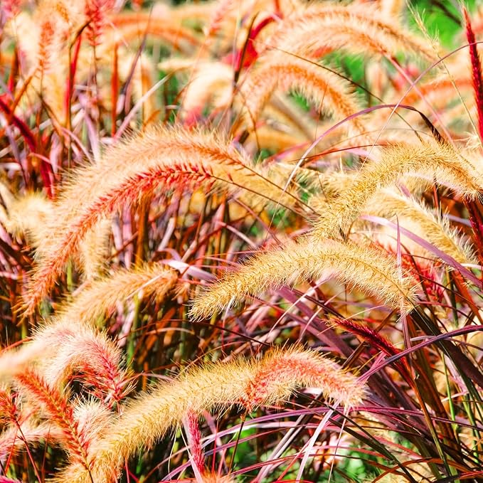 Pack 3 Fountain Grass Plants Live, 5-9 Inch Tall, Ornamental Grasses Live Plants Perennial, Well-Rooted Perennial Grass Clumps (Mix Fountain Grass)
