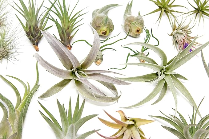 25 Grab Bag Pack Small & Medium Air Plants - Fertilizer Packet - Wholesale - Bulk - Live Tillandsia - Easy Care House Plant - Succulents