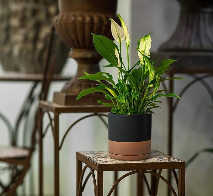 D'vine Dev 10 Inch, Ceramic Planter Pot with Drainage Hole and Saucer, Indoor Cylinder Round Planter Pot, Black/Speckled Tan, 94-O-E-7