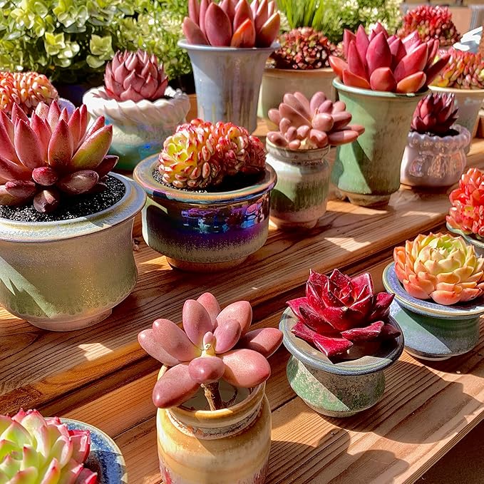 FWPP Live Succulents Plants Pachyveria Sugar Beauty 2 inches,Rare red Succulents Bare Root Without Pot Soil, Live Plants Indoor Office Decoration Wedding and Gift