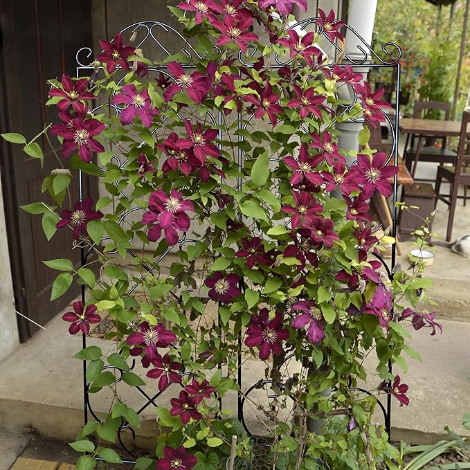 Garden Trellis 4 Pack 48'' H x 12.5'' W Metal Plant Climbing Trellis Suitable for Potted Plants Indoor and Outdoor Climbing Plants Flower Ivy Clematis Black