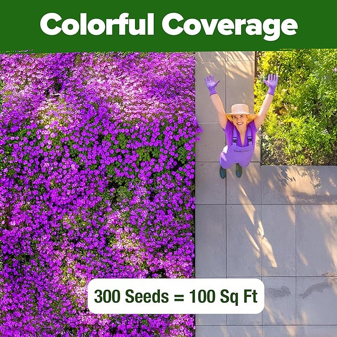 HOME GROWN 𝗨𝗦𝗔 𝗣𝗥𝗘𝗠𝗜𝗨𝗠 Aubrieta Rock Cress Purple, Flowering Ground Cover Seed Pack, Perennial Cress Seeds for Planting Outdoor Lawn Gardens 300 𝗡𝗢𝗡-𝗚𝗠𝗢 Aubrieta deltoidea Flower Seeds