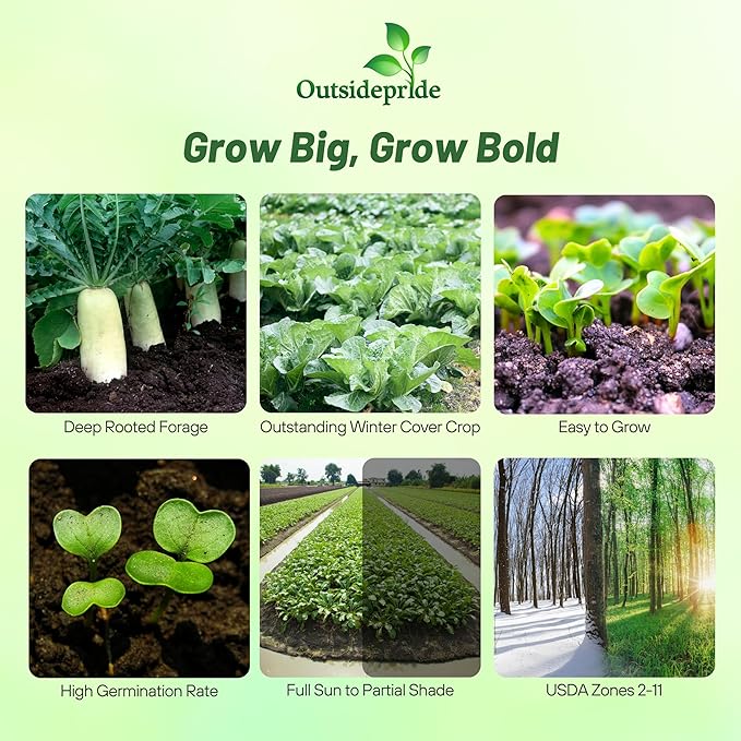 Outsidepride Annual Daikon Radish Seeds - 1 lb. Chinese, Japanese, & Oriental Radish Seeds for Soil Health, Erosion Control, & Soil Aeration - Ideal for Gardens, Cover Crops, Pastures, & Food Plots