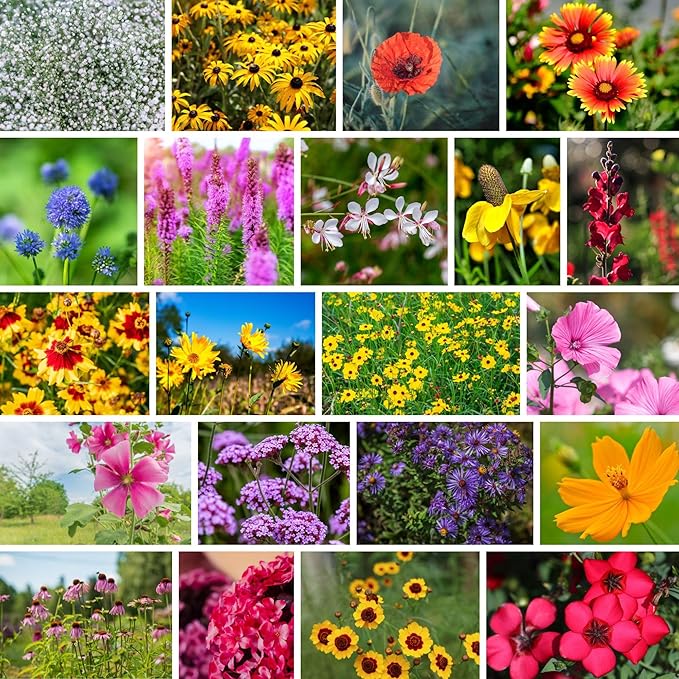 Wildflower Bulk, Southeastern Flower, 1 Lb. 640,000+ Seeds, Annual & Perennial Flowers with Native Southeastern Blooms, Pollinator Flower