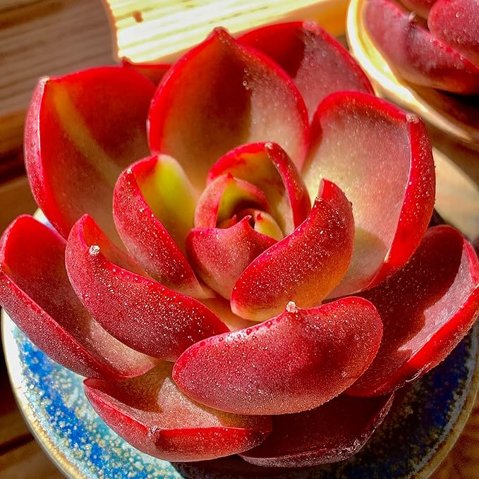 FWPP Live Succulents Plants Echeveria Red Lantern 2.5 inches,Rare red Succulents Bare Root Without Pot Soil, Live Plants Indoor Office Decoration Wedding and Gift