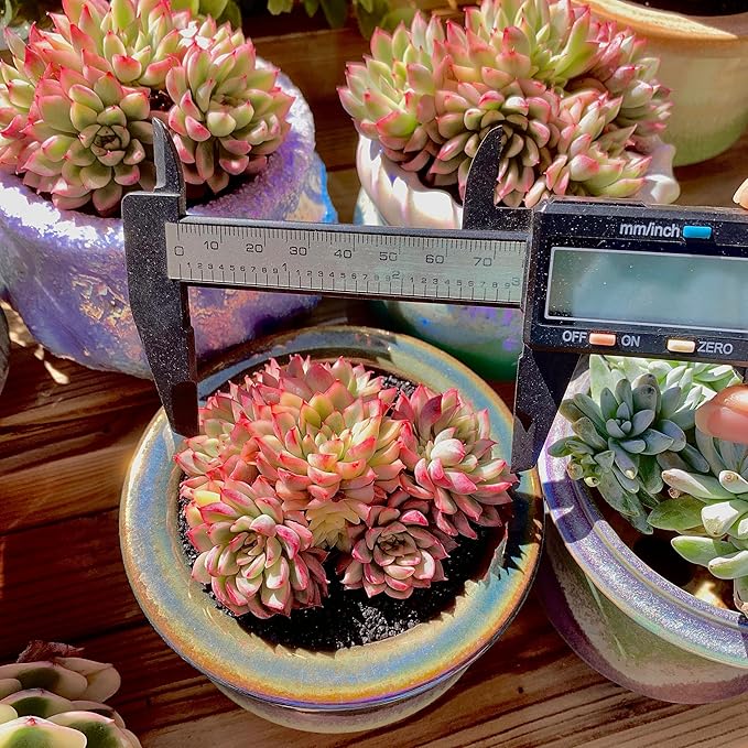 FWPP Live Succulent Echeveria Mebina Variegata,3.5 Inches Mini Succulents Plants Live,Bare Root Without Pot Soil,Clustered Live Plants,House Plants for Gift Party Wedding Garden Baby Shower DIY Decor