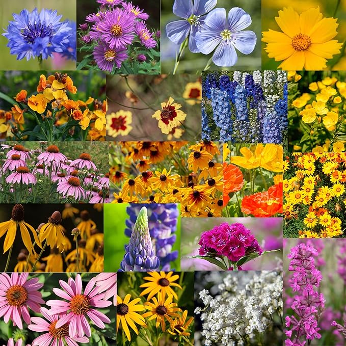 Wildflower Seed Bulk - Midwestern Wildflower Mix - 1 lb. 640,000+ Prairie Wildflowers - Annual & Perennial Flower Seeds - Wildflowers - Flower Seeds Bulk - Pollinator Flowers Seed