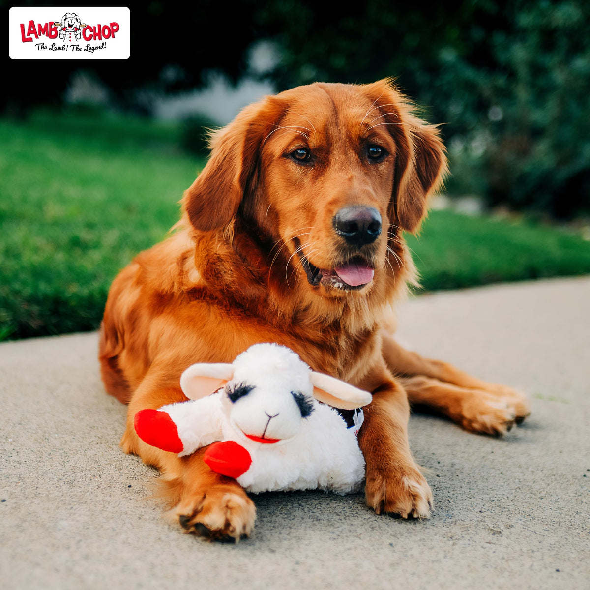 Multipet Lamb Chop Dog Plush Toy 10", Cream, 5 Squeakers
