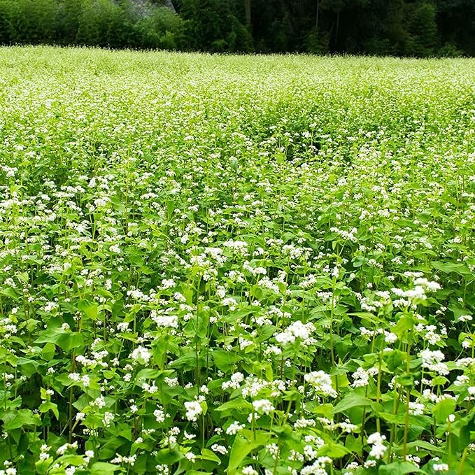 Buckwheat Seeds - 25 Lb Bulk ~300,000 Seeds - Organic, Non-GMO, Whole (Shell On) - Grow Buck Wheat Microgreens, Lettuce