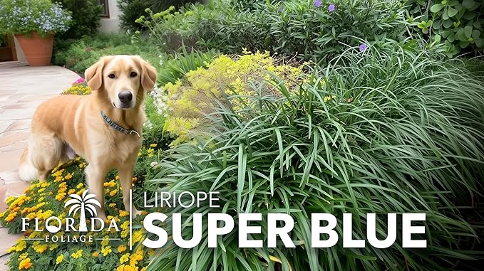 Liriope Super Blue | 10 Live 4 Inch Plants | Liriope muscari 'Super Blue' | Ornamental Ground Cover Plants | Shade-Tolerant Landscaping Perennial