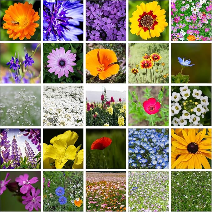 All Annual Wildflower Mix Seed for Planting - 1 Lb ~16,000+ Seeds - 21 Varieties Including California Poppy, Indian Blanket, Scarlet Flax, & More - Attracts Pollinators - Bulk Wildflower Seeds