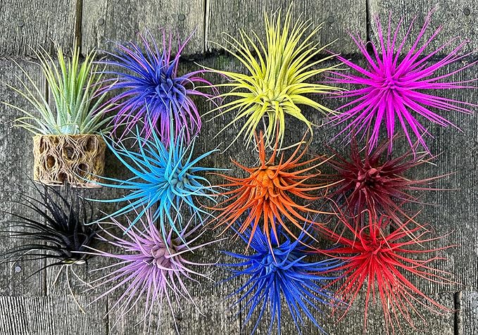 Dyed Tillandsia Ionantha Guatemala Enhanced Colored Colorful Air Plant Live Easy Care Indoor Outdoor Home Decor Gift Airplant by Awesome Industries Live Arrival Guaranteed (Sunset)