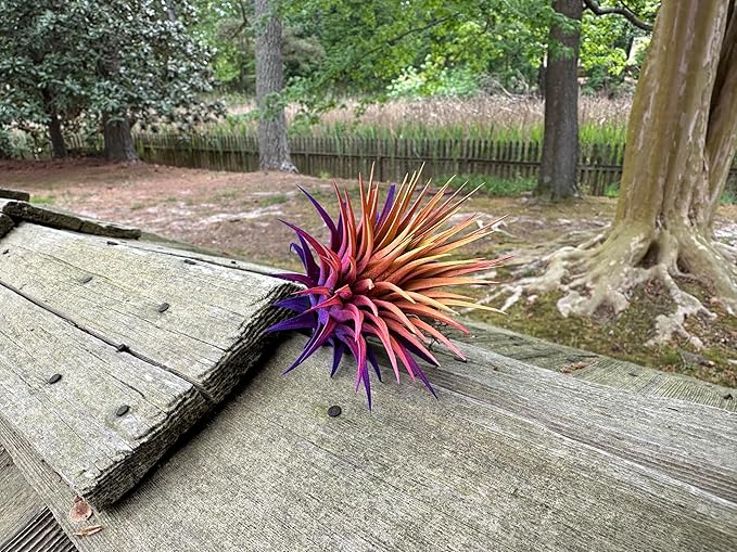 Dyed Tillandsia Ionantha Guatemala Enhanced Colored Colorful Air Plant Live Easy Care Indoor Outdoor Home Decor Gift Airplant by Awesome Industries Live Arrival Guaranteed (Sunset)