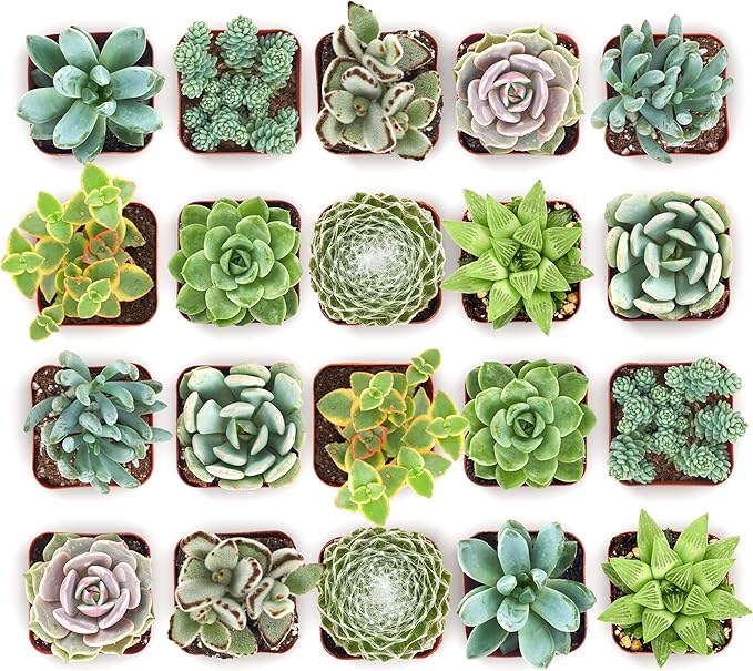 Shop Succulents Mixed Succulent Plant Pack 2" Grow Pot Pack of 40