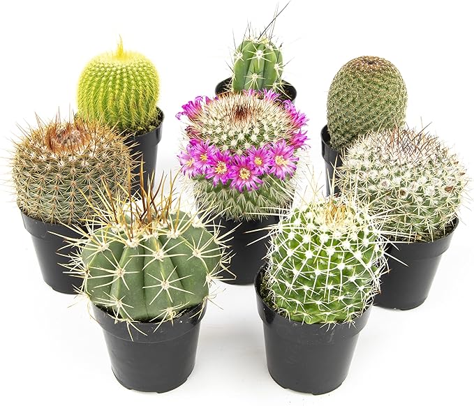 Altman Plants, Assorted Cactus Plants Live Cactus Decor (8PK), Cactus Plant Live Succulents Plants Live in Cactus Soil Potting Mix, Live Cacti Plants Live Succulent Plants Live Plants in Cactus Pot