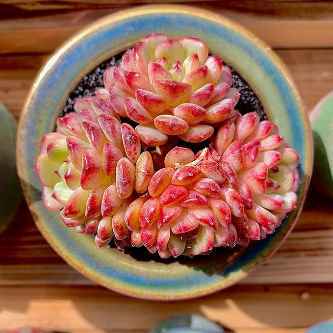 FWPP Suculentas Plant Live Echeveria Hani,Real Succulents Plants Live Red 3 inches Mini Succulents,Bare Root Without Pot Soil,Rare Succulent Plants Live Office Decoration Wedding and Gift