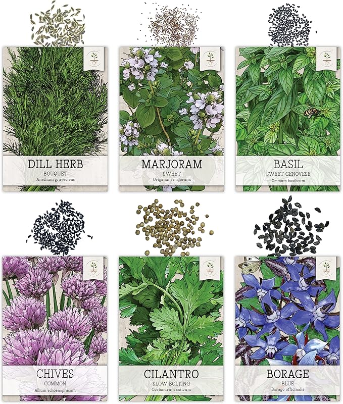 Seed Needs Herb Seeds Variety Pack Culinary Herb Collection (12 Individual Packets for Planting Indoors or Outdoors) Grow Your Own Herb Garden - Heirloom, Non-GMO