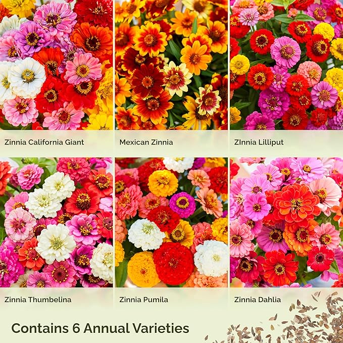 Eden Brothers Zin Master Flower Mixed Seeds for Planting, 1 lb, 480,000+ Seeds with California Giant, Mexican, Lilliput Zinnia | Attracts Pollinators, Plant in Spring, Zones 3, 4, 5, 6, 7, 8, 9, 10