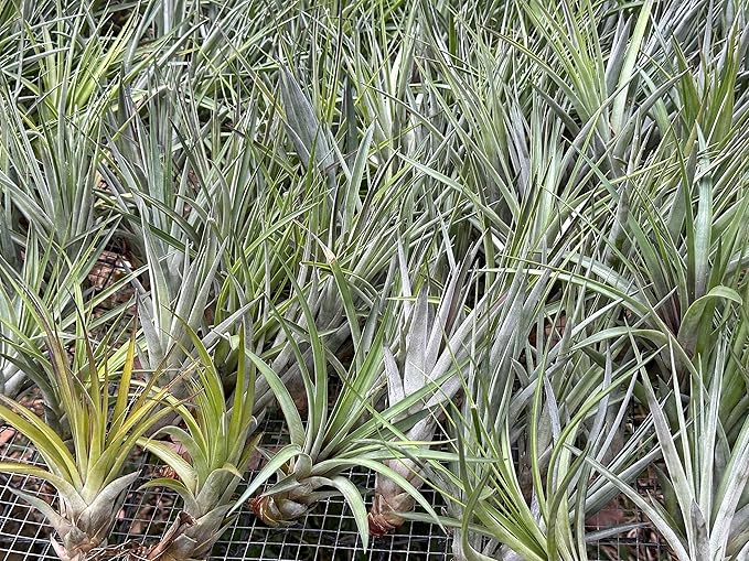 Air Plants - Tillandsia Fasciculata Tricolor, Large 4-6" - 1ct - Live Arrival Guaranteed - House Plants for Home Decor & Gift