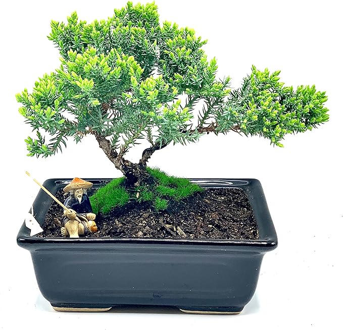 Live Dwarf Juniper Bonsai Tree About 6 Years Old with Cute Ceramic Fisherman | Juniper Bonsai Tree | Indoor/Outdoor | 100% Handcrafted| Home and Office Décor | Best Gift for Holiday